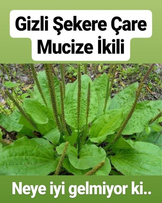 Damar Otu Faydaları