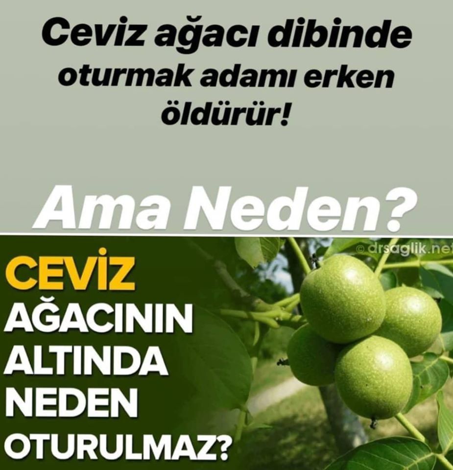 Ceviz Ağacı Altında Neden Oturulmaz İşte Sebebi..