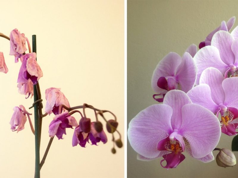 Solmuş Orkideniz 1 Malzemeyle Eskisinden Daha Canlı Olacak