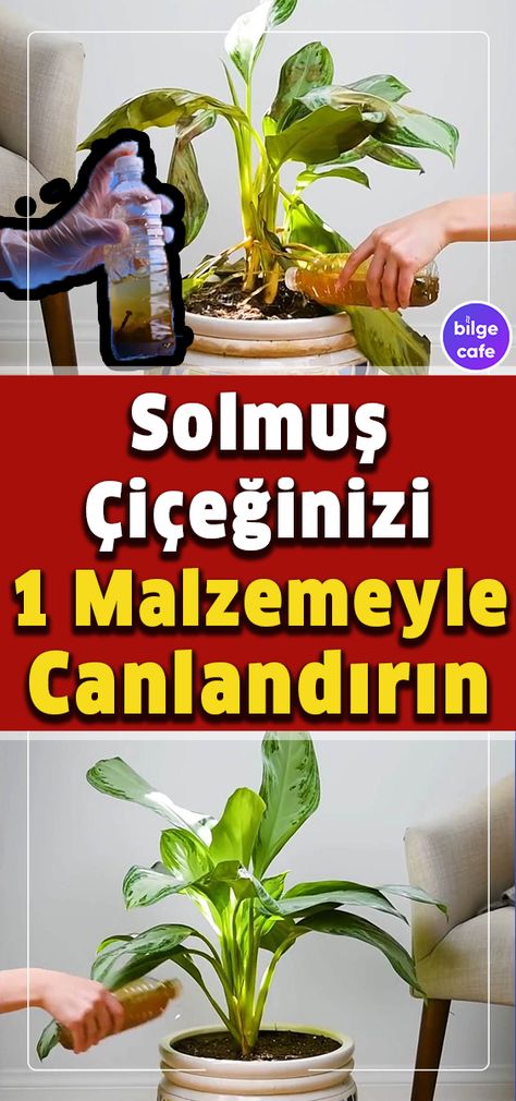 Solmuş Orkideniz 1 Malzemeyle Eskisinden Daha Canlı Olacak