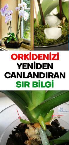 Solmuş Orkideniz 1 Malzemeyle Eskisinden Daha Canlı Olacak