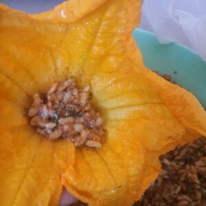 Kabak Çiçeği Dolması