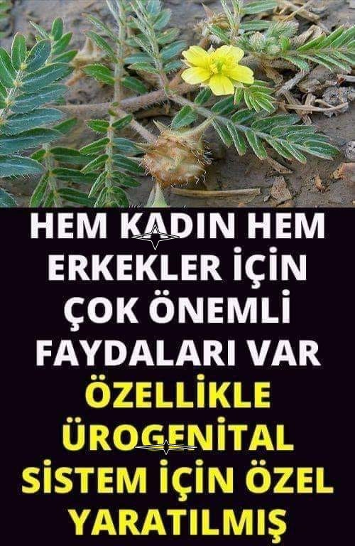 Bu Bitki Hem Erkek Hem Kadınlar İçin Çok Faydalı