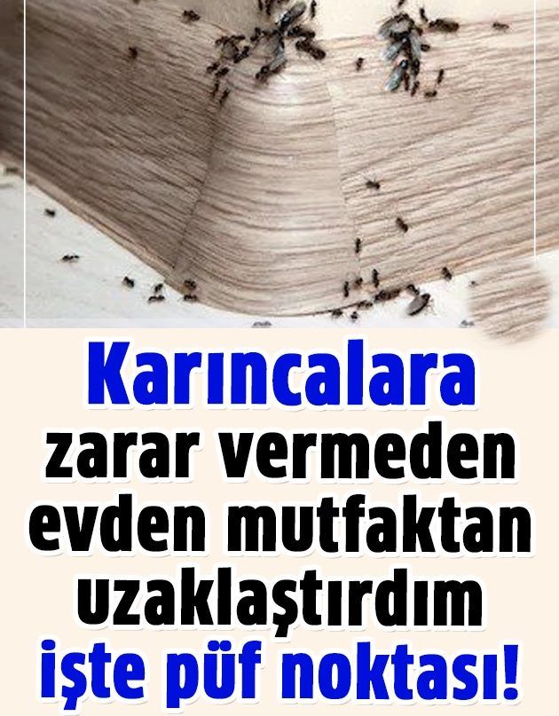 Karıncalara Zarar Vermeden Uzaklaştırmanın Hiç Duymadığınız Yolu