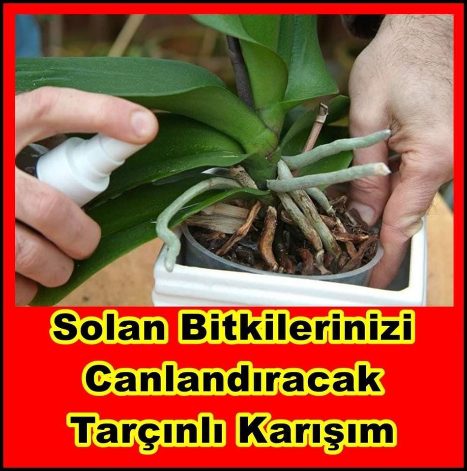 Bu Karışım Solan Çiçeklerinizi Canlandırıyor