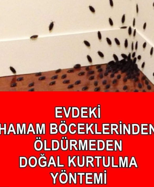 Bu Tarifle Evdeki Hamam Böceklerinden Tamamen Kurtulacaksınız