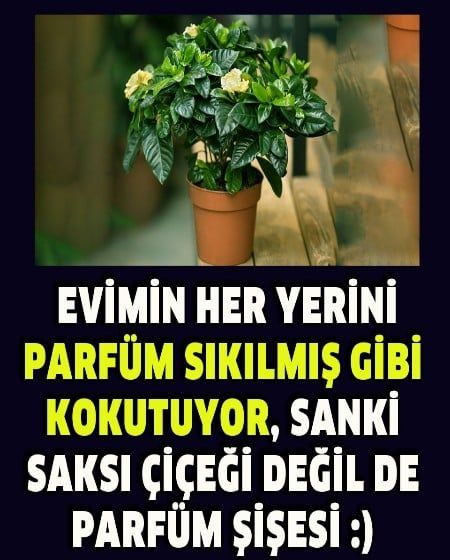 Evim Her Zaman Çiçek Gibi Kokuyor