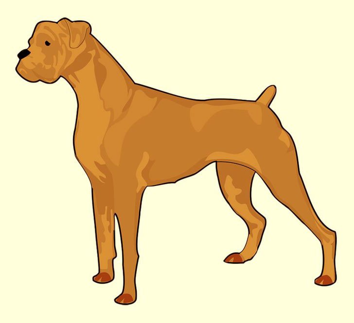 Baktığında İlk Gördüğün Hayvan Kişiliğin Hakkında Bilgiler Veriyor