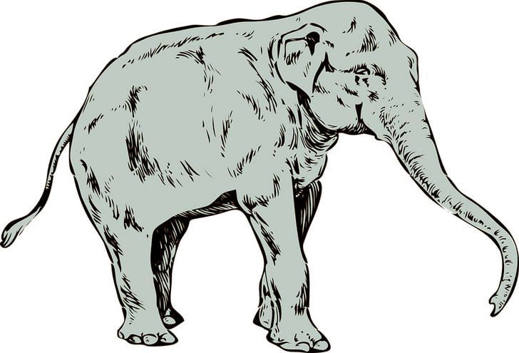 Baktığında İlk Gördüğün Hayvan Kişiliğin Hakkında Bilgiler Veriyor