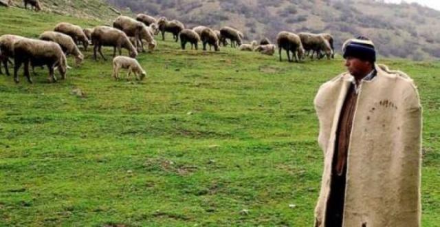 Çoban Ve Padişah