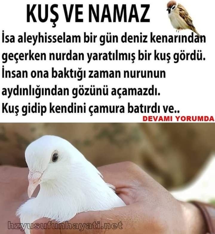 Kuş ve Namaz
