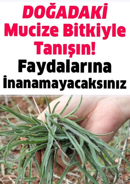 Otların Padişahı Doğadaki Mucize Bitkiyle Tanışın!