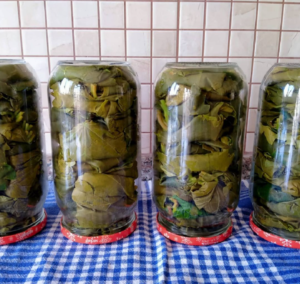 Asma Yaprağı Saklama