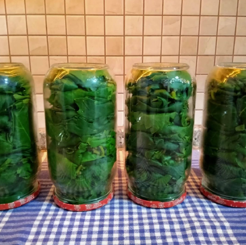 Asma Yaprağı Saklama