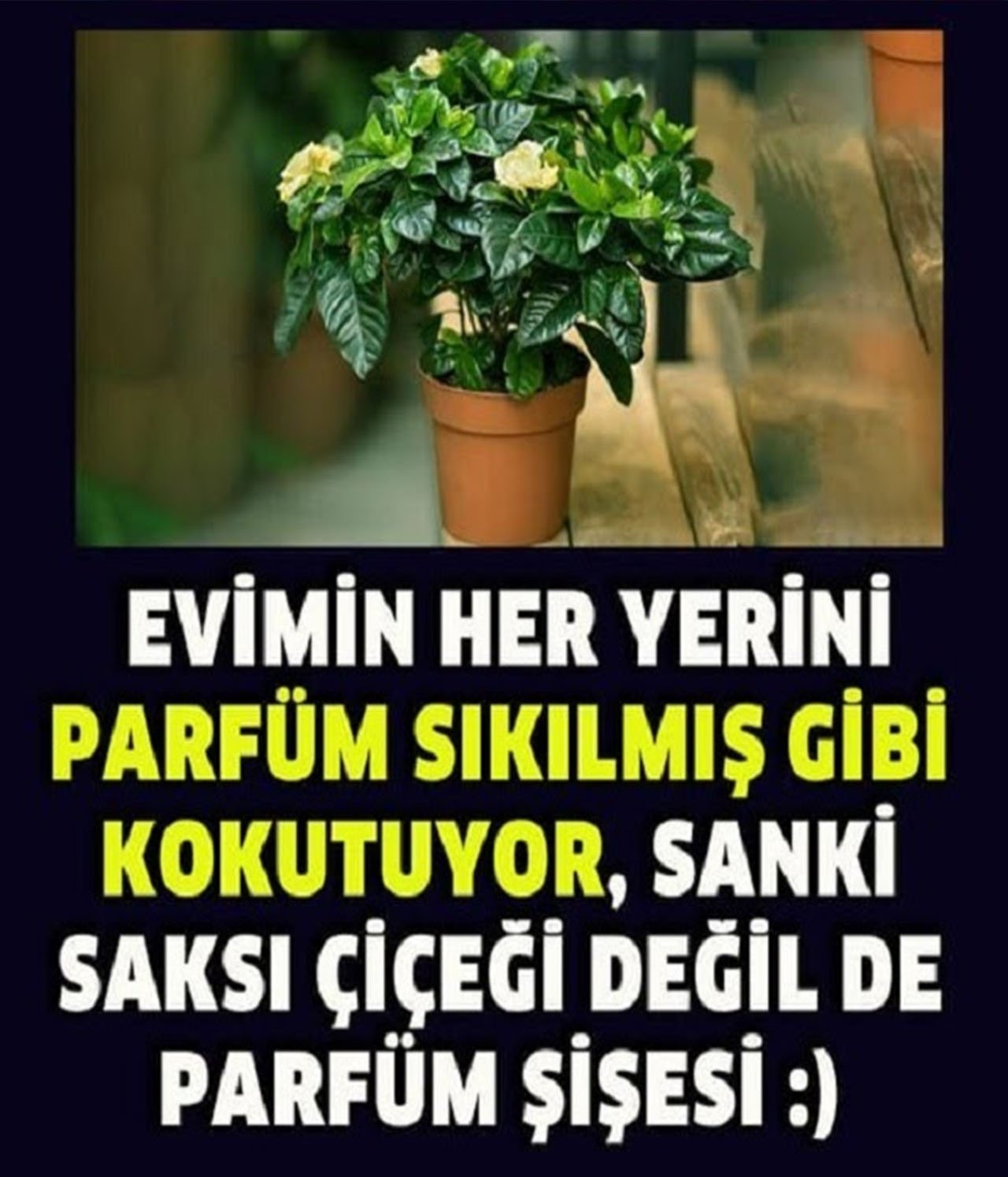 Evimin İçi Parfüm Sıkmış Gibi Kokuyor