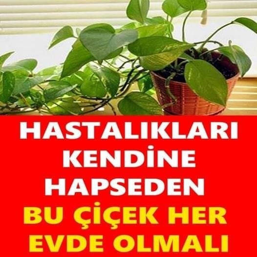 Oksijeni Temizleyip, Hastalıkları Kendine Hapseden Çiçek