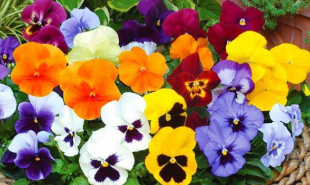 Evinizdeki Çiçeklere 1 Çorba Kaşığı Ekleyin Muhteşem Çiçeklerin Keyfini Çıkarın