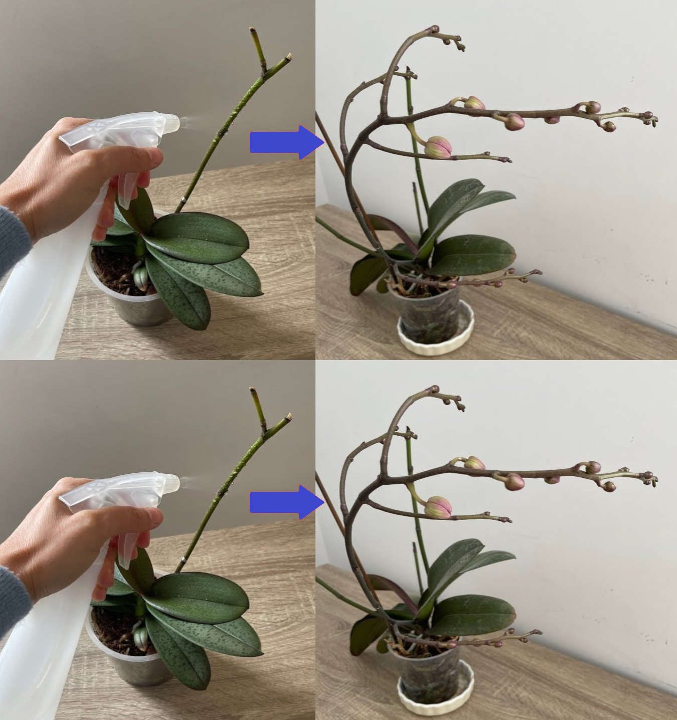 Orkideleri Bununla Sulayınca 3 Ay Boyunca Sürekli Çiçek Açacaklar