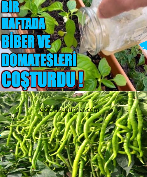 Bu Karışım Sayesinde Hem Bitki Hemde Çiçekleriniz Çok Daha Sağlıklı Olacak