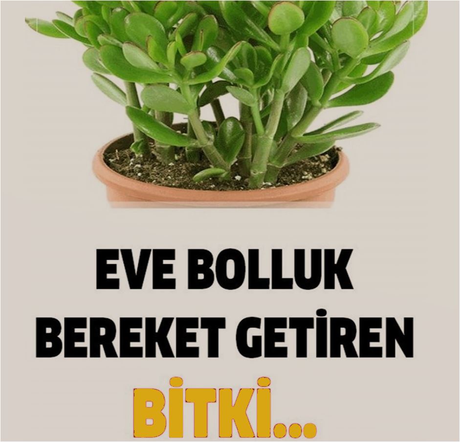 Evlerinize Bolluk Bereket Getiren Bitki