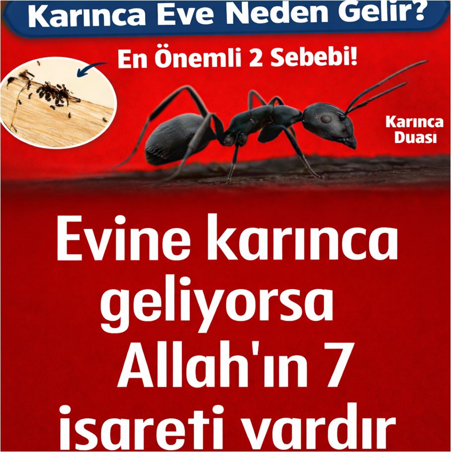 Çoğu Kişi Bilmiyor Karıncalar Eve Bu Yüzden Geliyormuş
