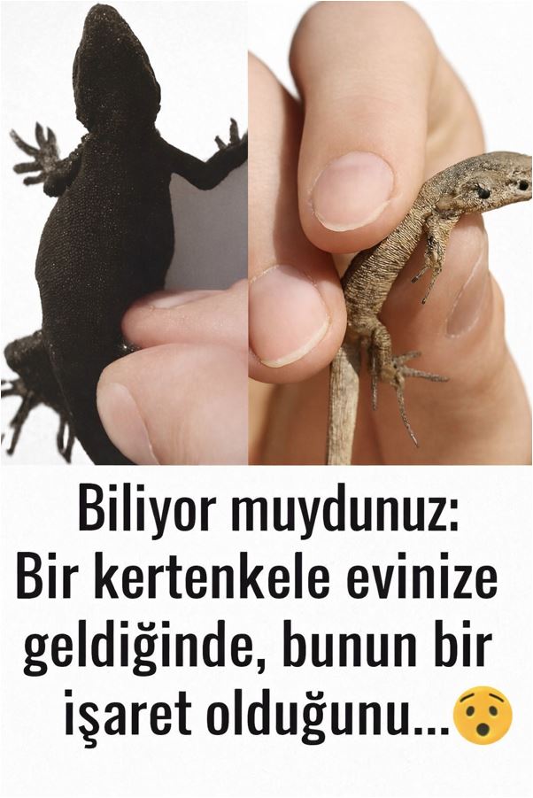 Evinize Kertenkele Geliyorsa Bu Bir İşarettir