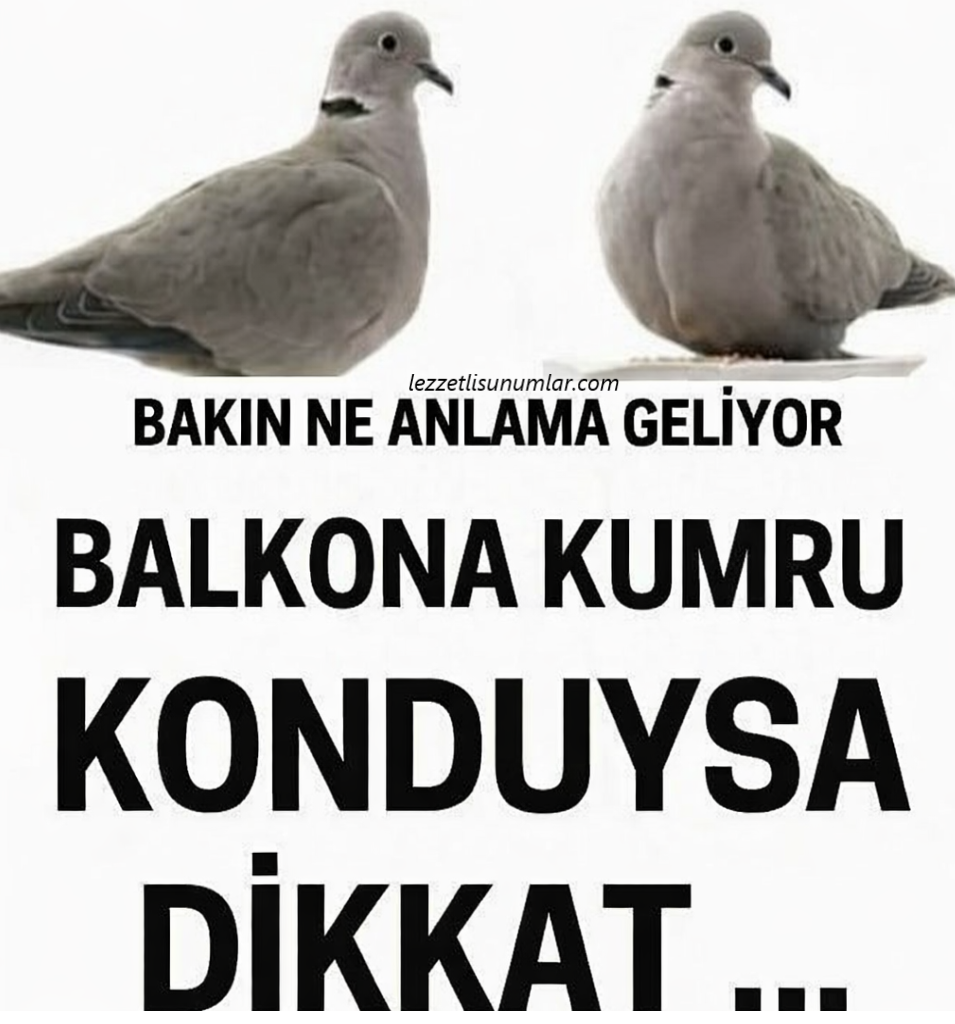 Balkona Ve Cama Kumru Bu Yüzden Geliyormuş