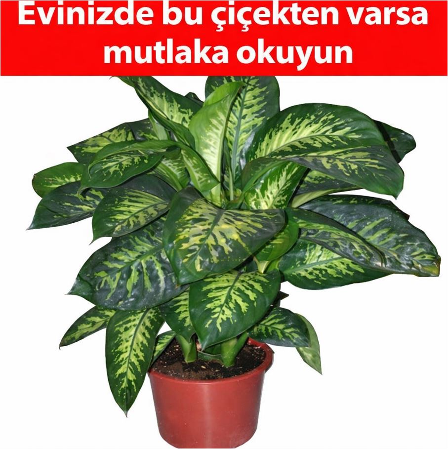 Evinizde Bu Çiçekten Varsa…