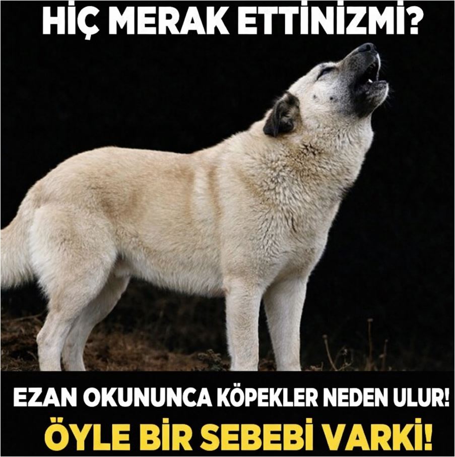 Bakın Köpekler Ezan Sesine Neden Ulur?