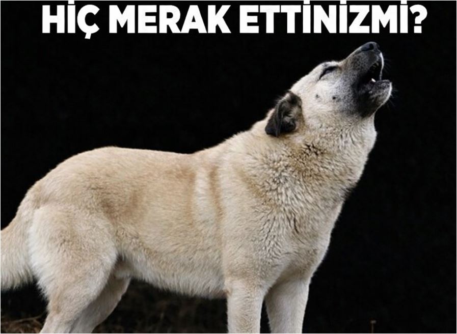 Bakın Köpekler Ezan Sesine Neden Ulur?