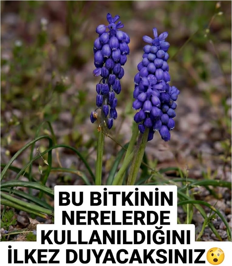 Bu Bitkinin Nerelerde Kullanıldığını İlkez Duyacaksınız