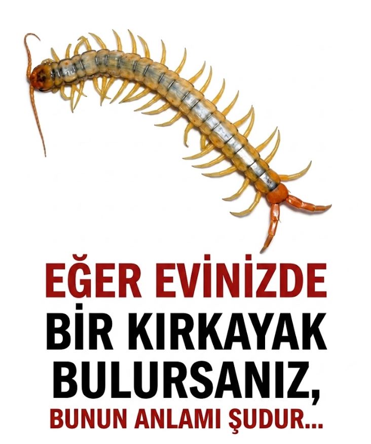 Evinizde Kırkayak Bulursanız Bunun Anlamı Şudur
